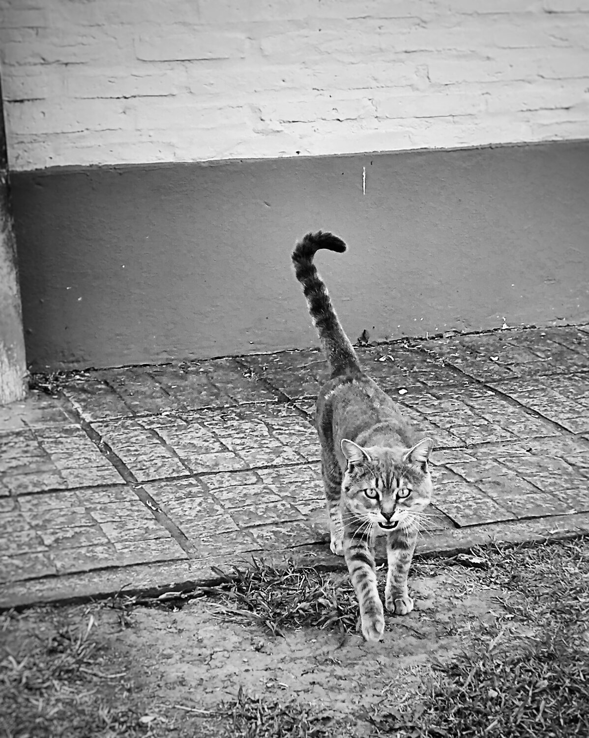 Photo #13172979