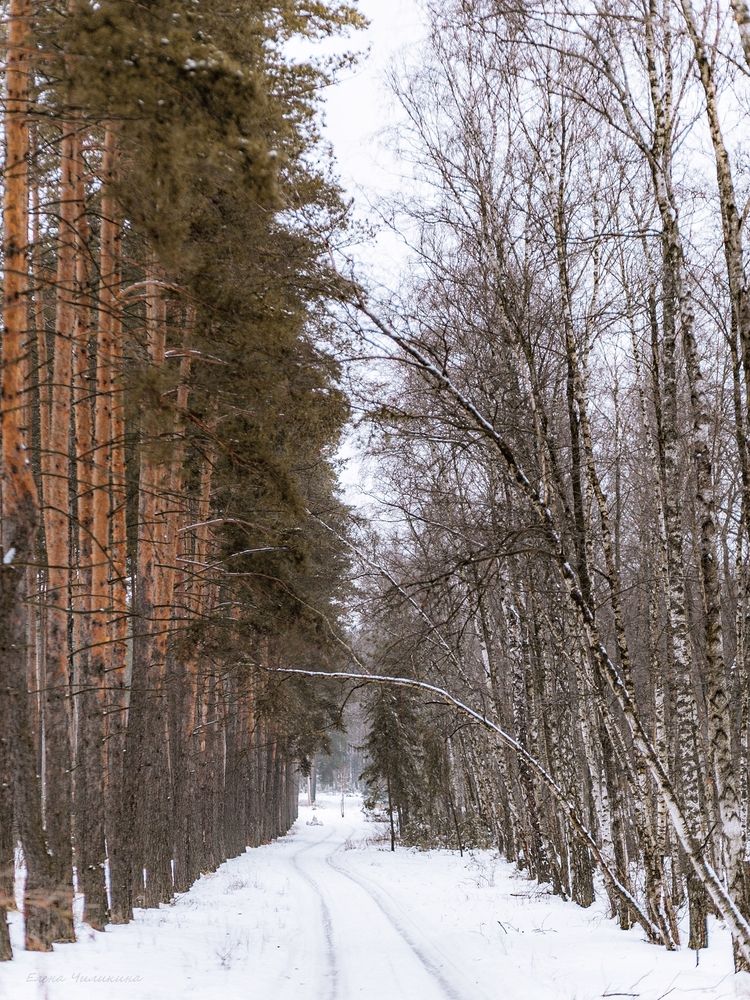 Фотография автора Elena Chilikina