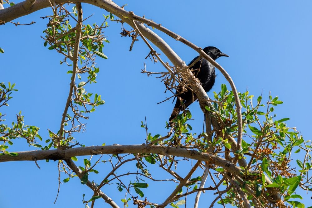 Фотография автора Sharone