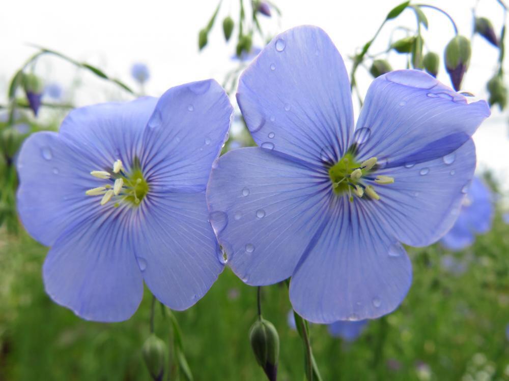 Photograph by Елена Кузина