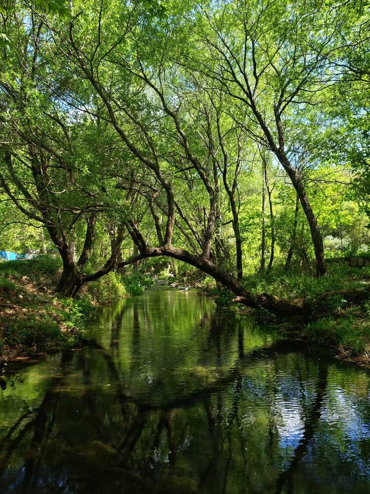 Where Silence Flows