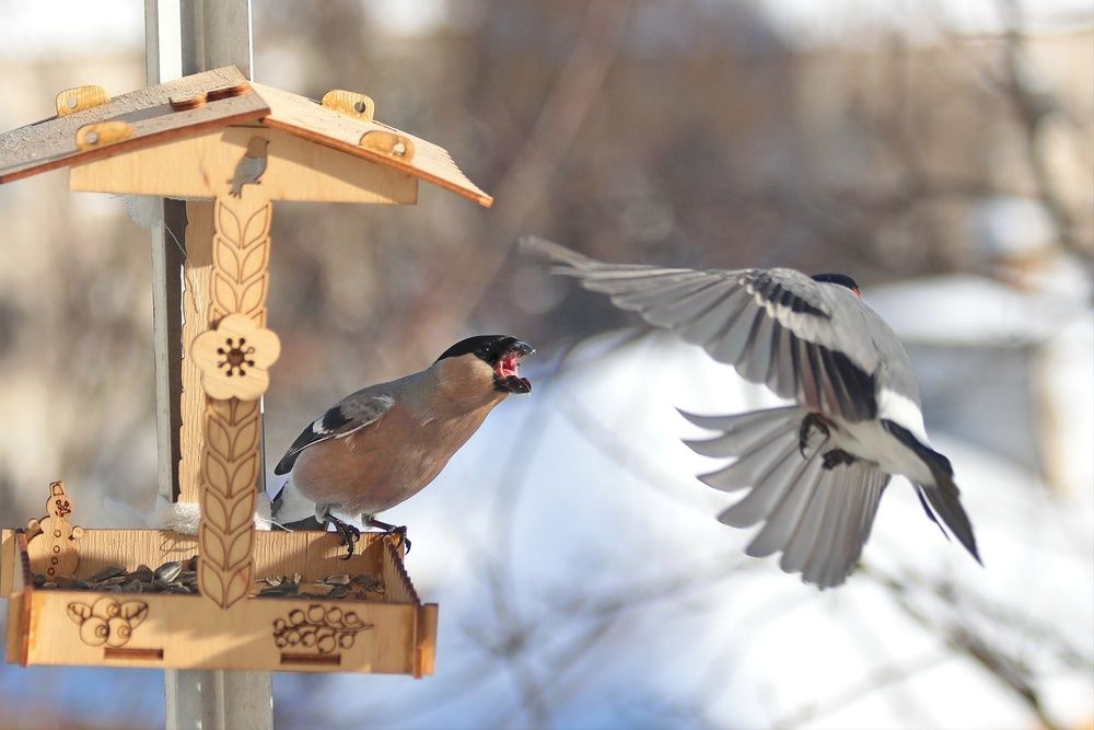 Photograph by Татьяна Бравая