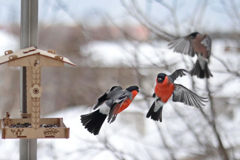 Photograph by Татьяна Бравая