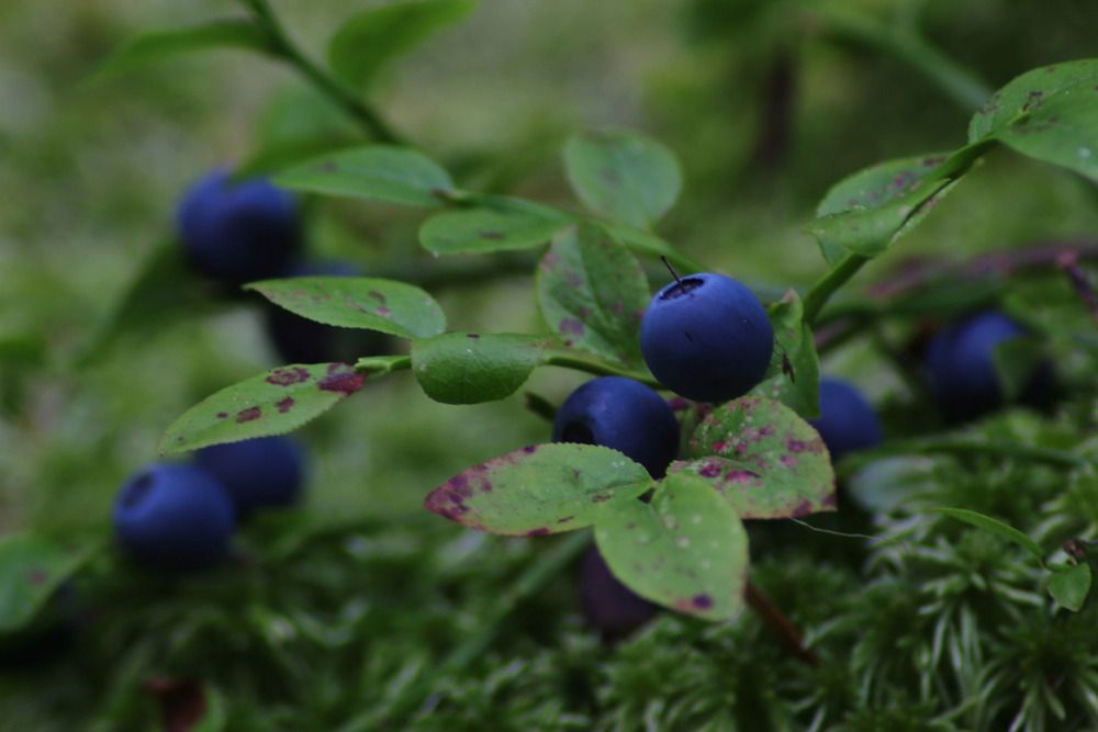 Photograph by Елена Наленч