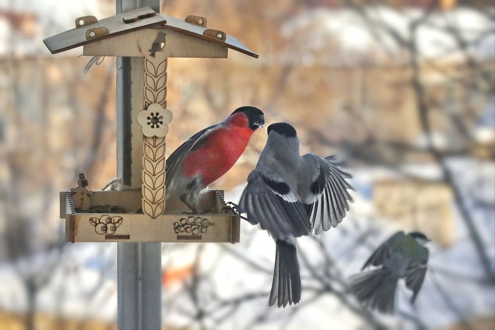 Photograph by Татьяна Бравая