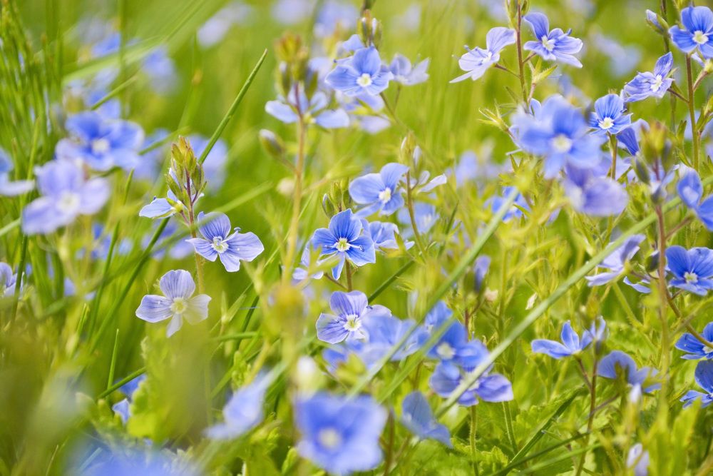 Photograph by Елена Опалева