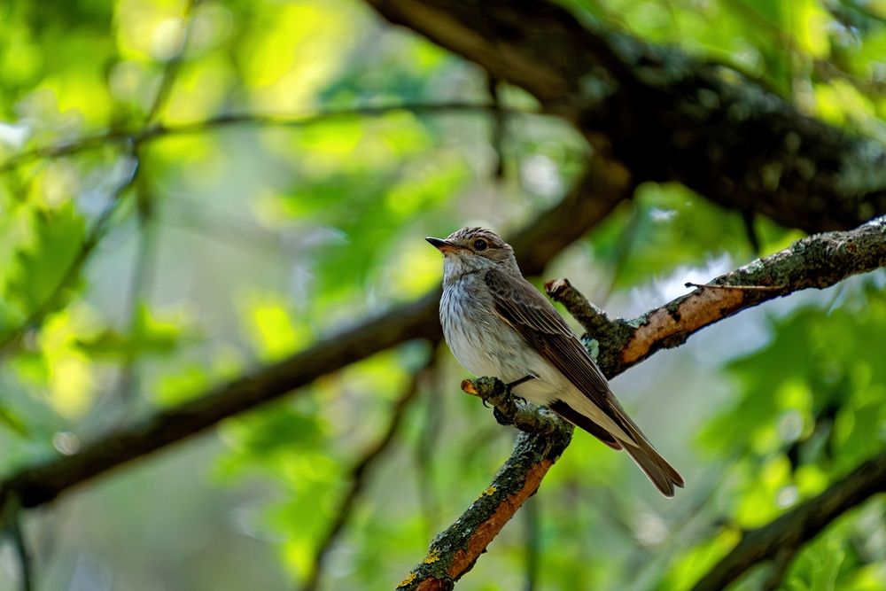 Photograph by Михаил Косолапов