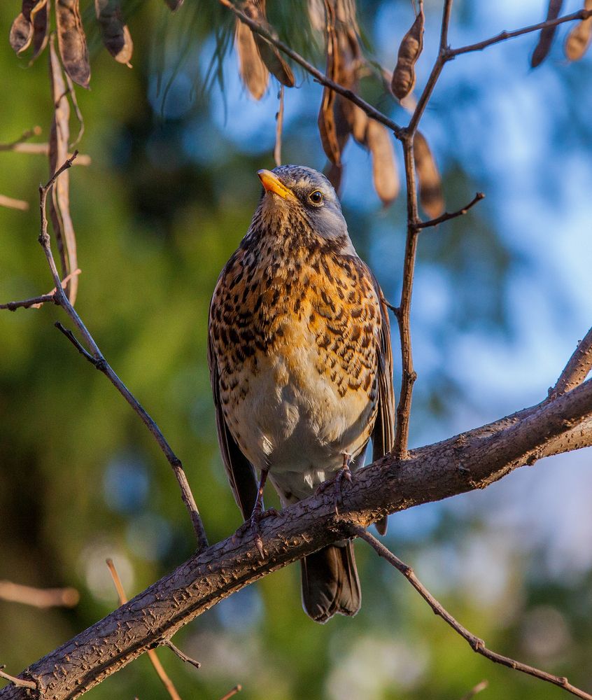 Фотография автора Сергей Щёголев