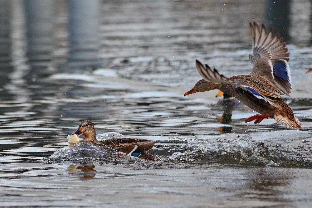 Photograph by Татьяна Бравая