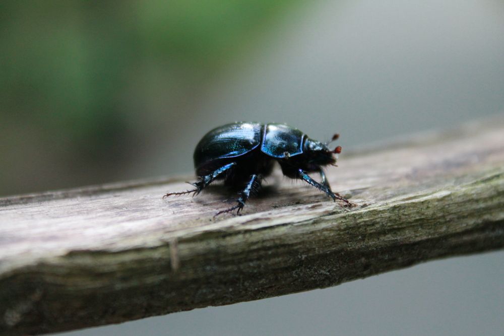 Фотография автора Кристина Альшанская