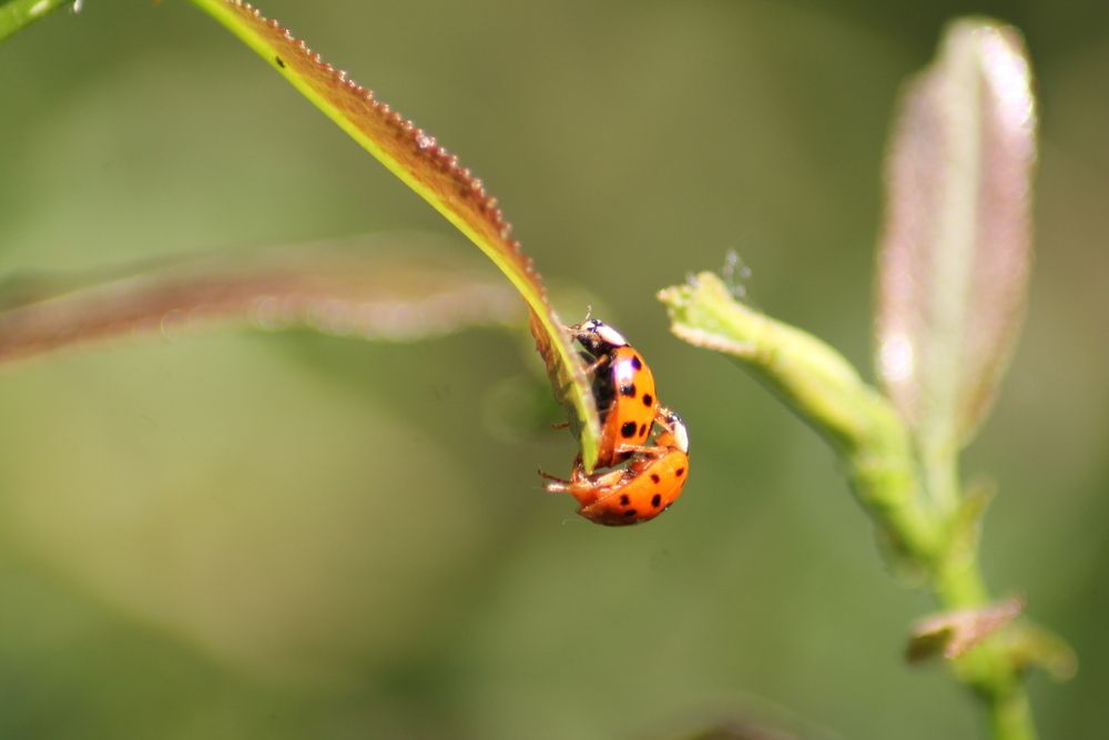 Фотография автора Кристина Альшанская