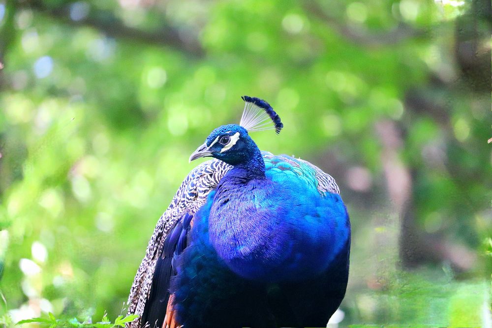 Photograph by Suhas Jadhav