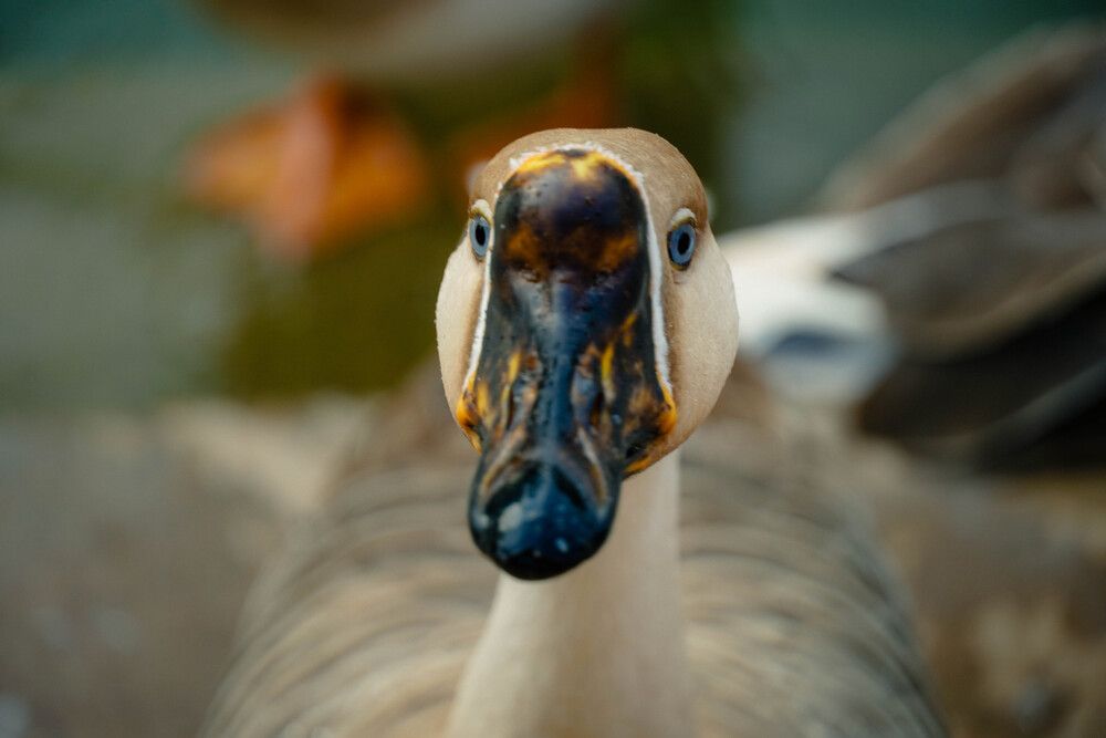The Curious Gaze