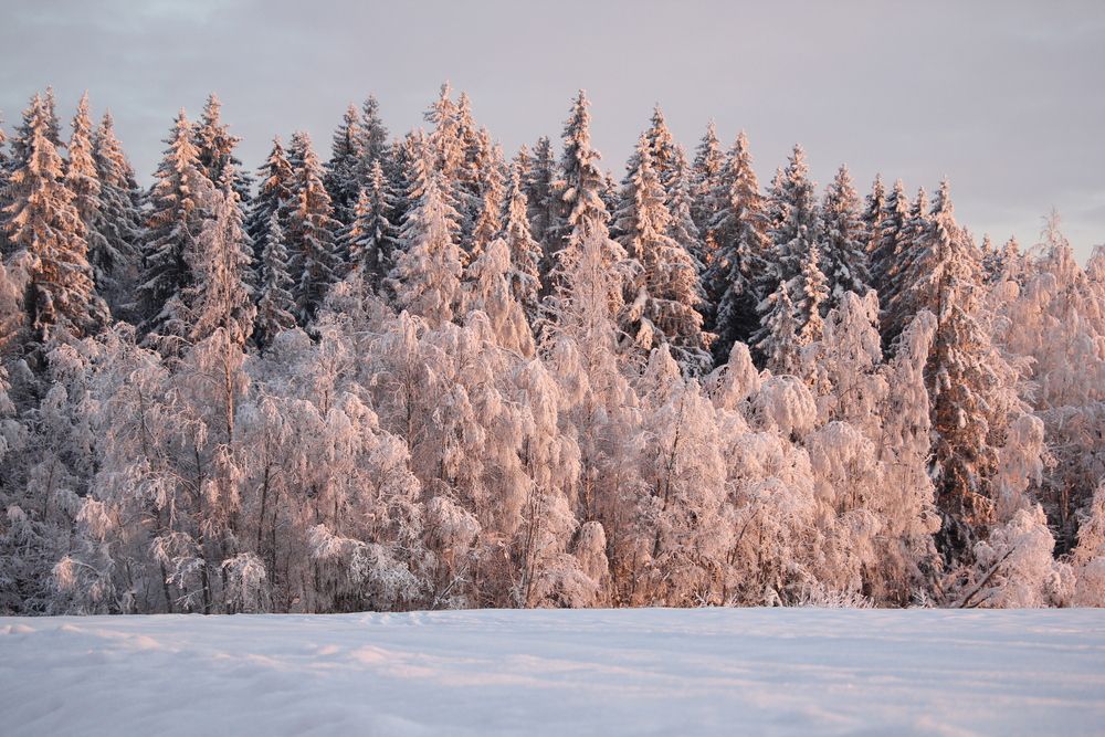 Photo #13173571