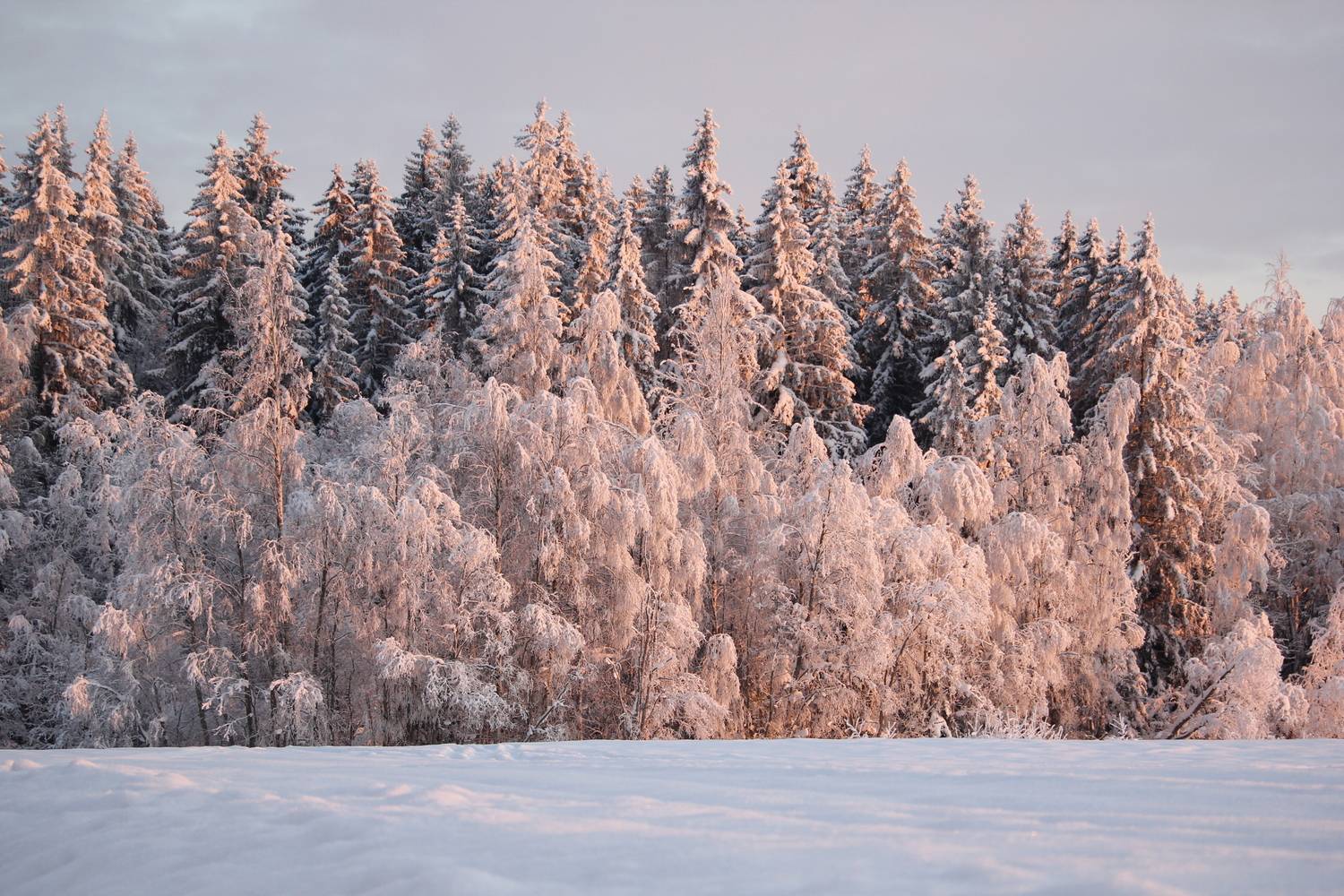 Photo #13173571