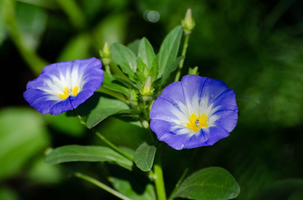 Photograph by Сергей Горбунов