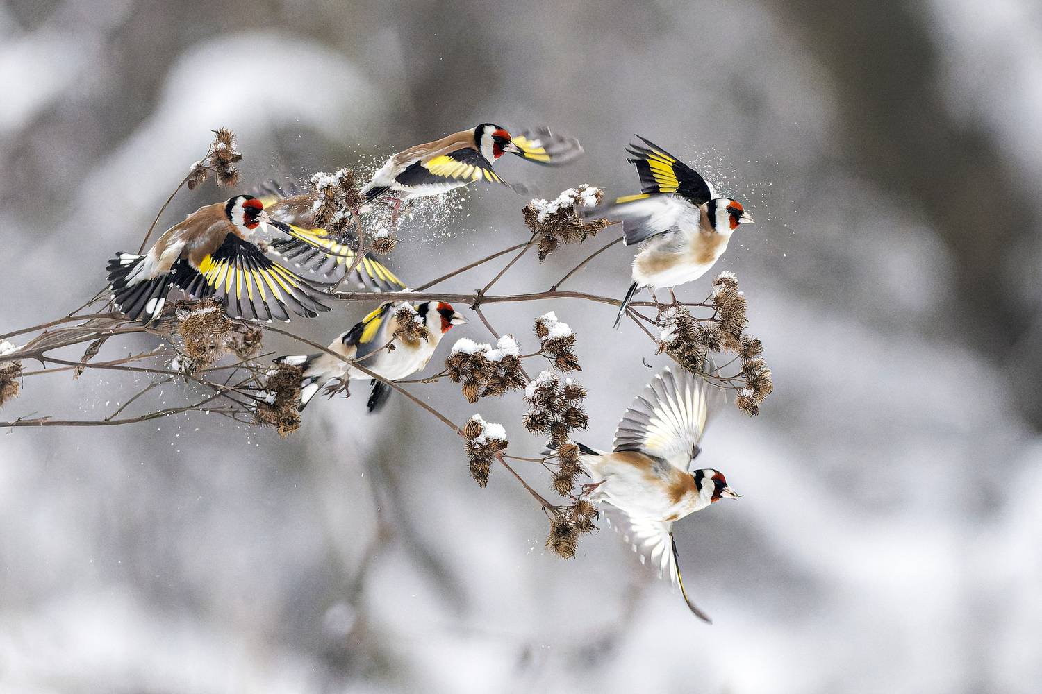 Фотография #13173698