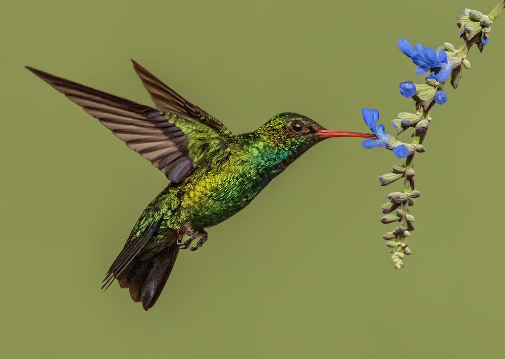 Photograph by Mario Fiorucci