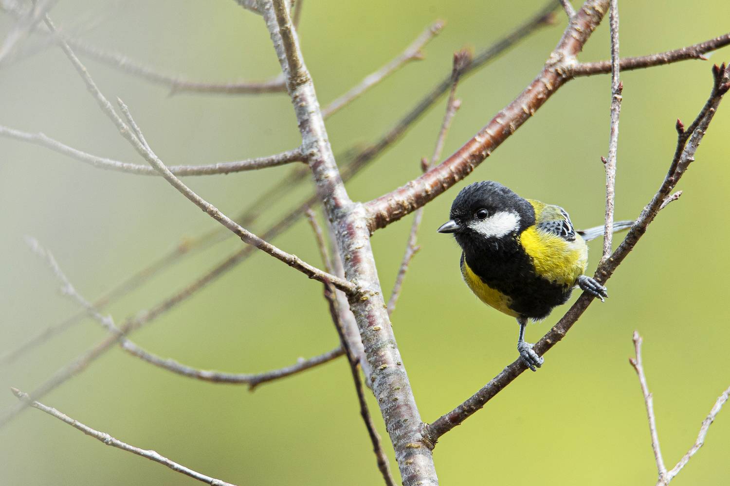 Chi chi chành chành