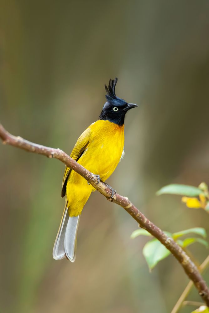Black-crested Bulbul