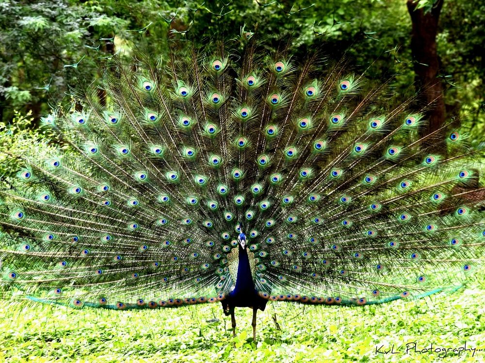 Photograph by V.l. Karthikeyan