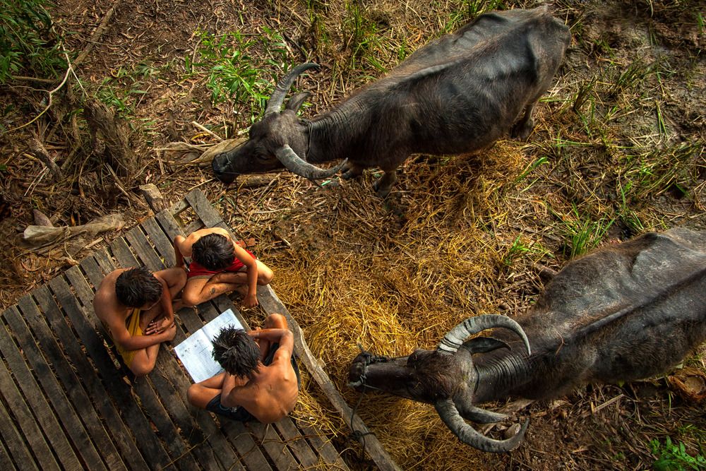 Childhood and the buffalo
