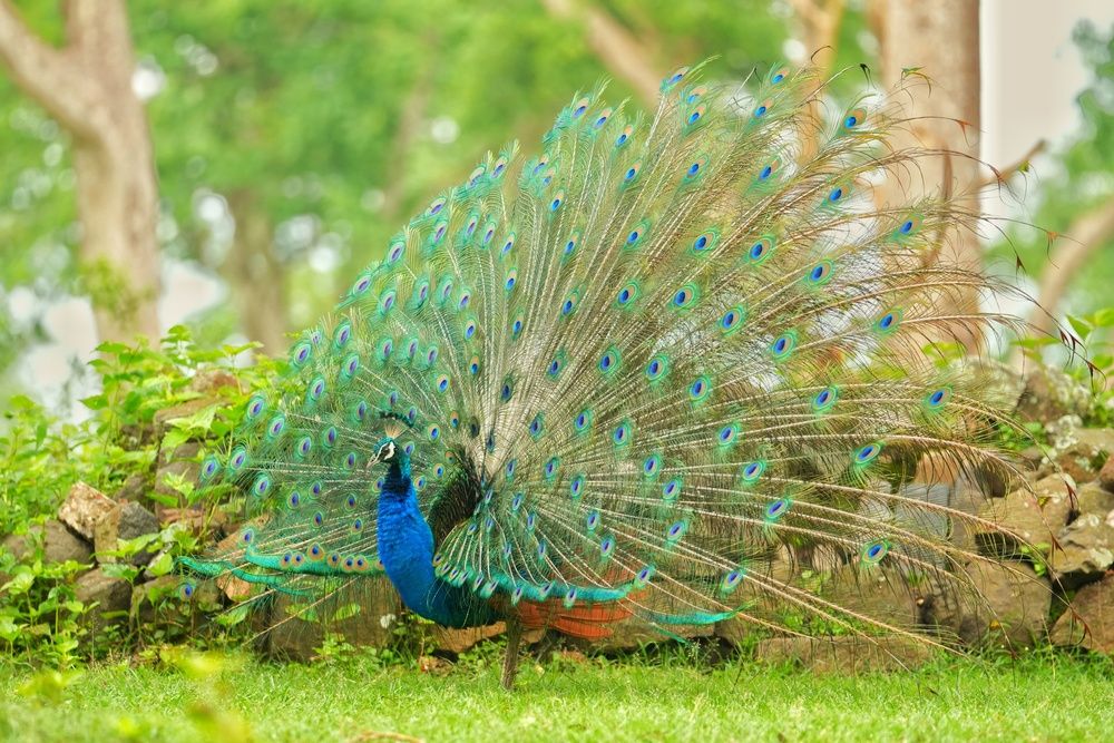 Фотография автора SARAVANA MANICKAM