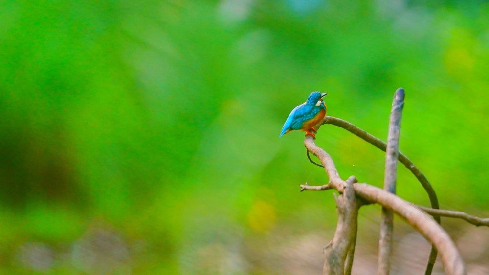 Фотография автора SARAVANA MANICKAM