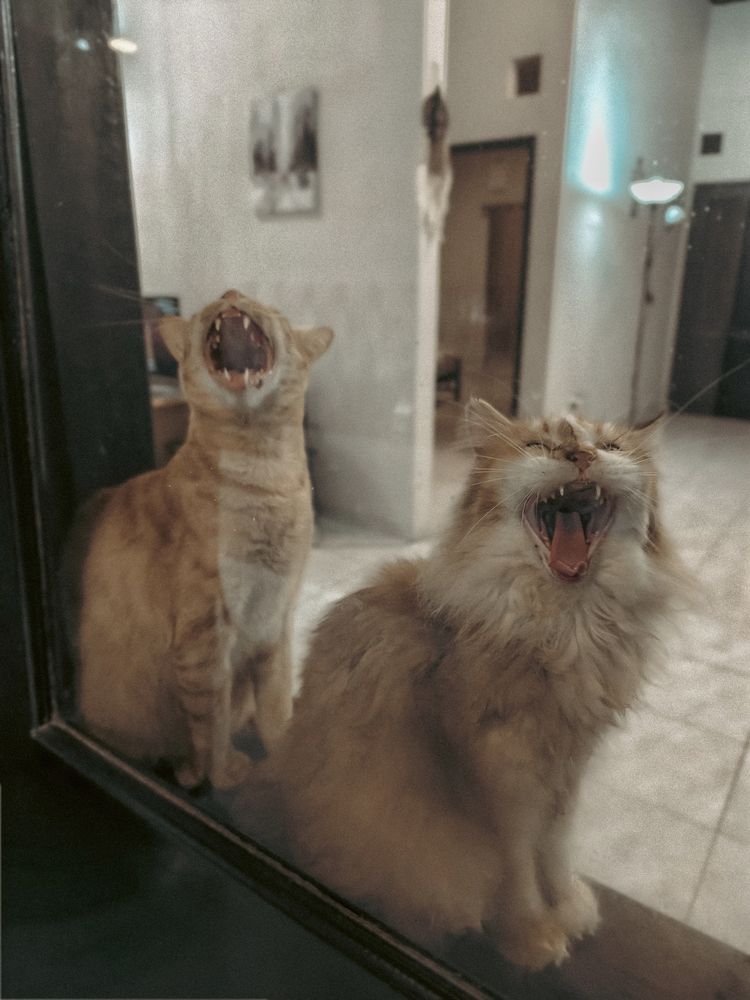 Yawn!