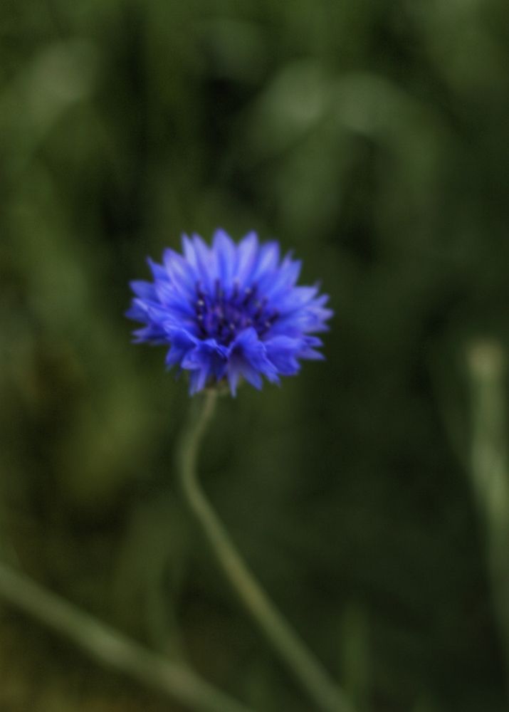 Photograph by АЛЛА ТАРАСЕНКО