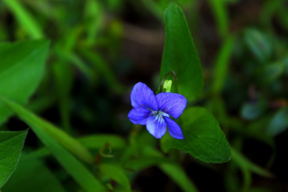 Photograph by Юлия Иванова