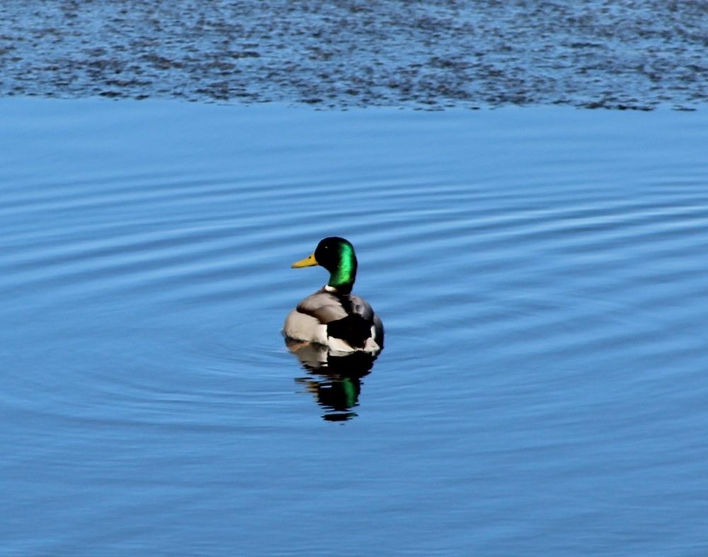 Photograph by Юлия Иванова