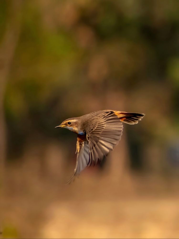 Photograph by Sanatan Sadhu