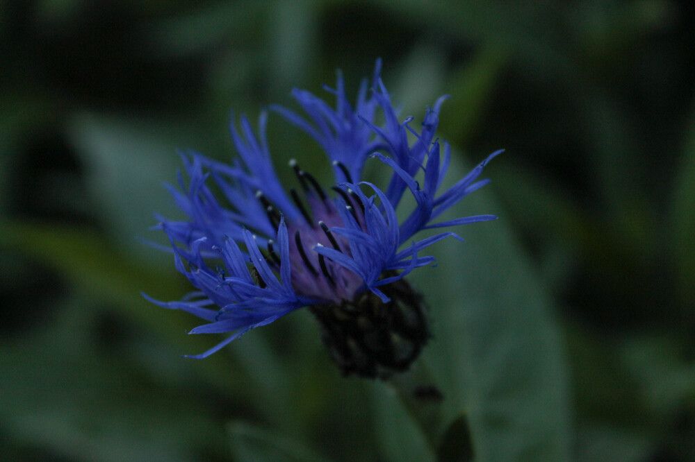 Photograph by Любовь Иванова