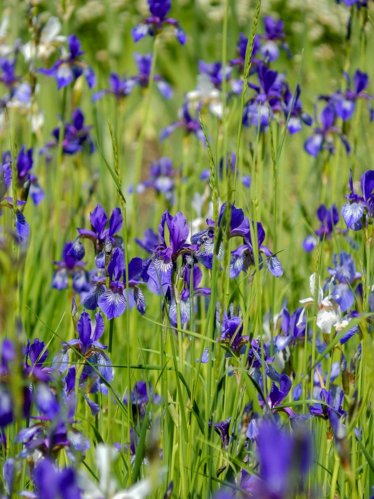 Нежные ирисы