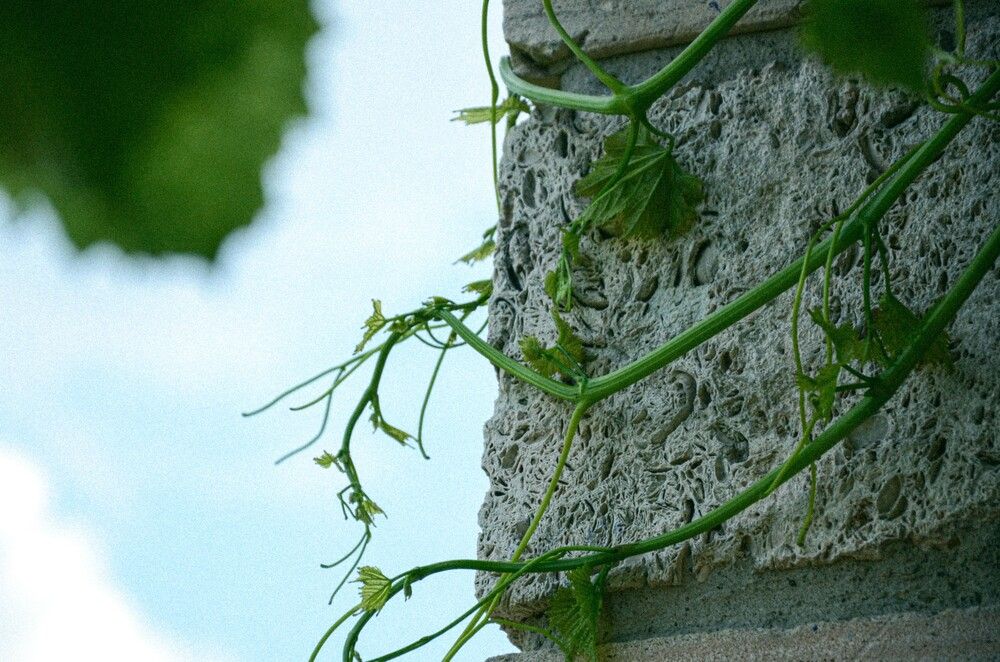 Фотография автора Ульяна Бедрицкая