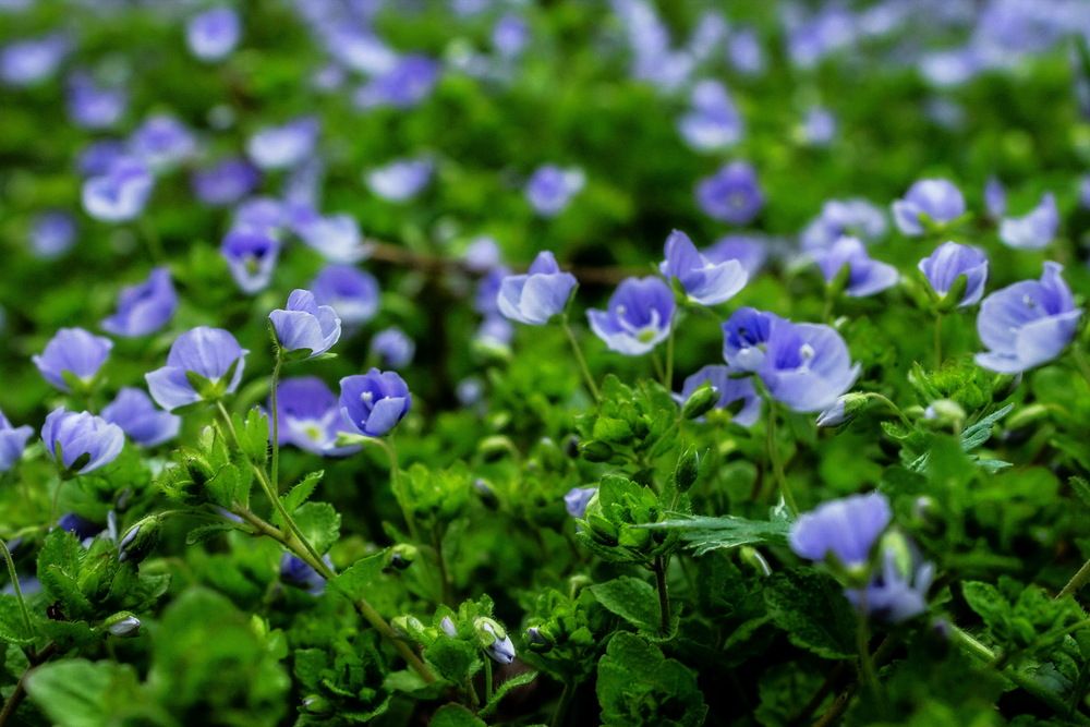 Photograph by Наталья Плотникова