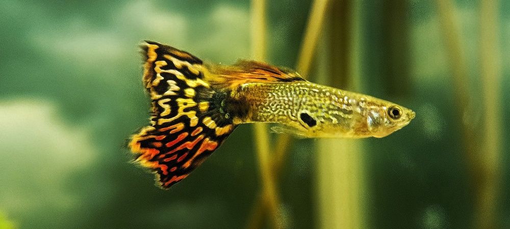 Фотография автора Mahdi Mohammadi