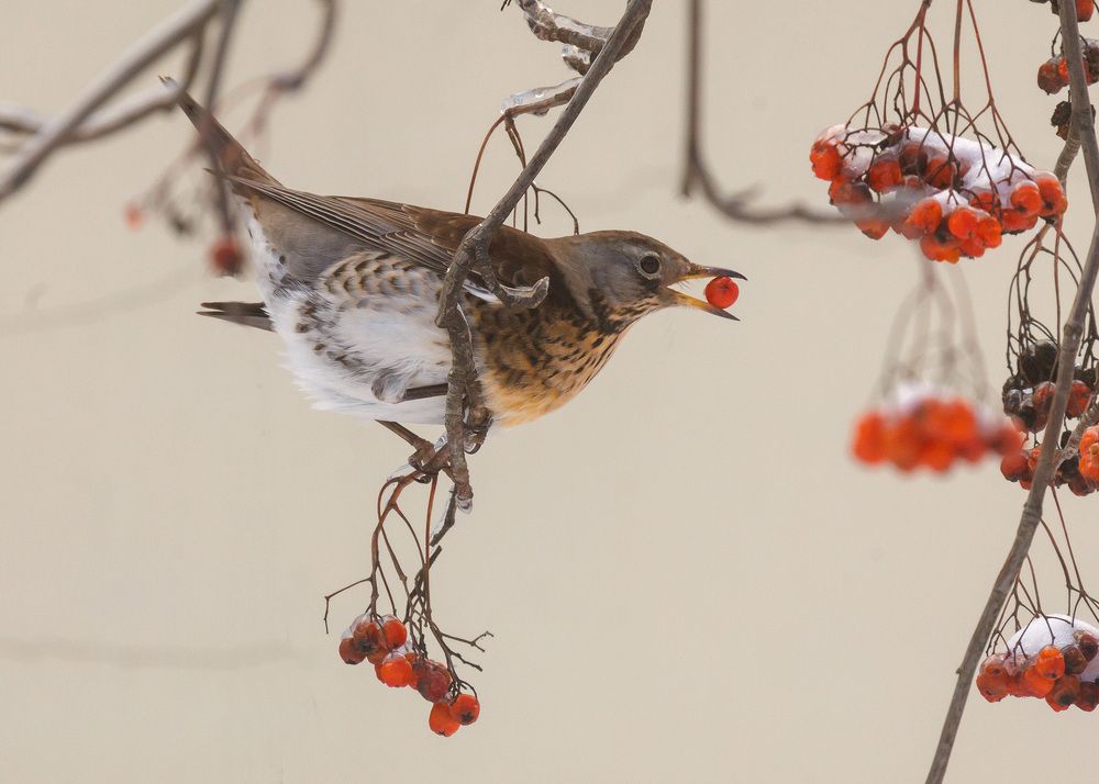 Photograph by Сергей Фомченков