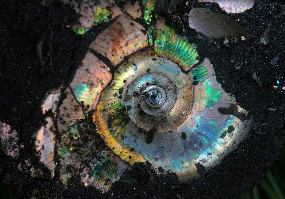 Photograph by Лена Максимкина