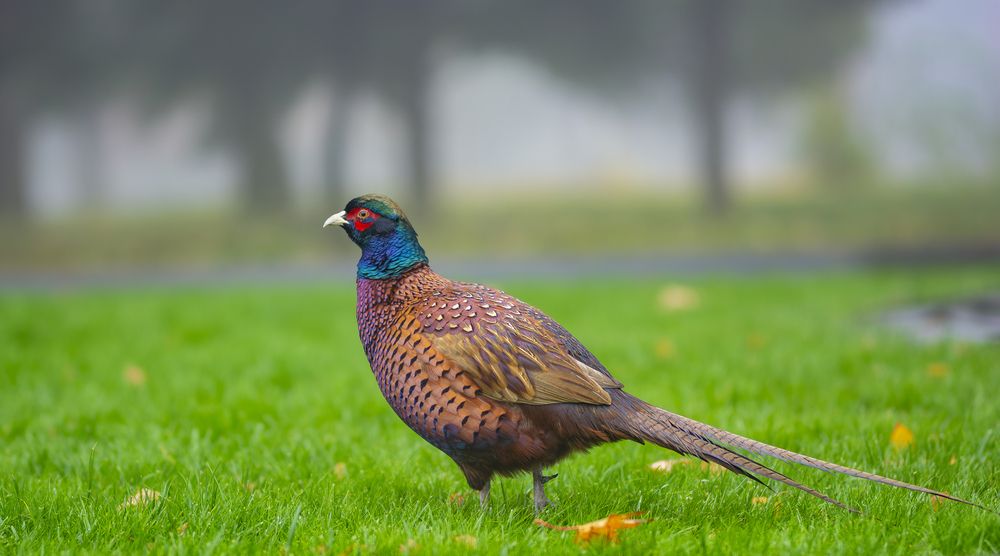 Photograph by Дмитрий Кетов