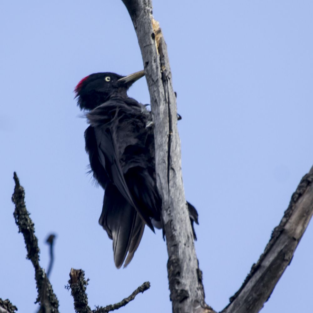 Фотография автора Александр Собокарь