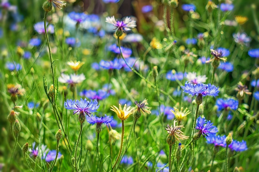 Photograph by Оксана Вадалагина