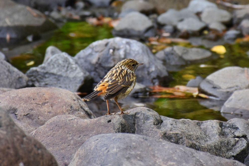 Photograph by Нина Кольман