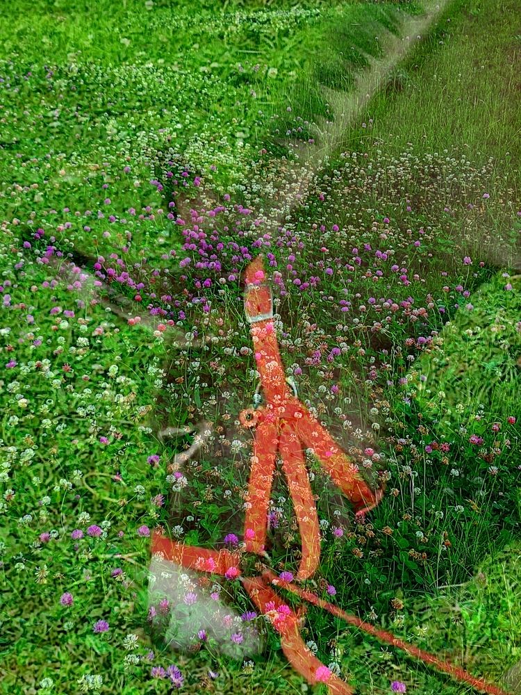 Photograph by Galina Novichkova