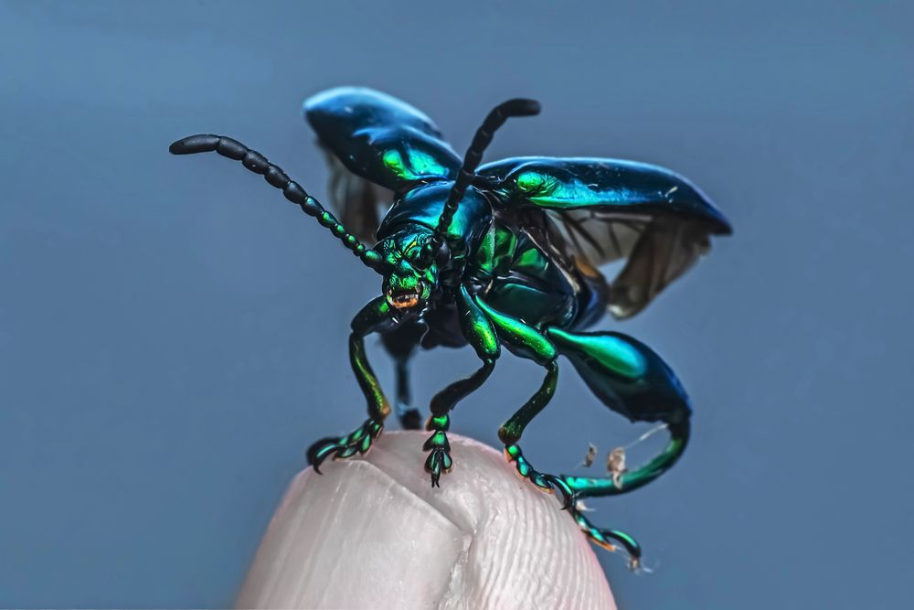 Photograph by NeCoTi ChonTin