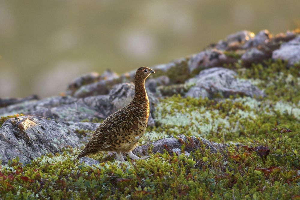 Photograph by Алексей Широбоков