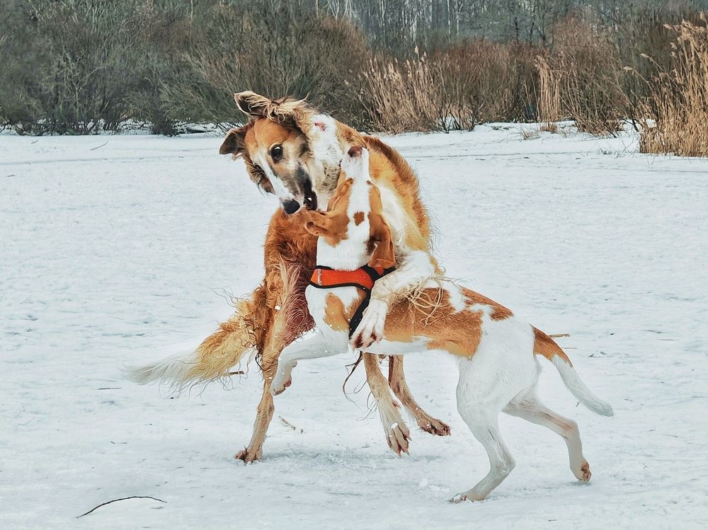 Photograph by Инна Мухина