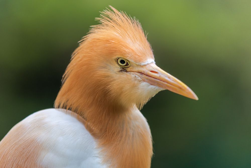 Photograph by Bruno Ribeiro