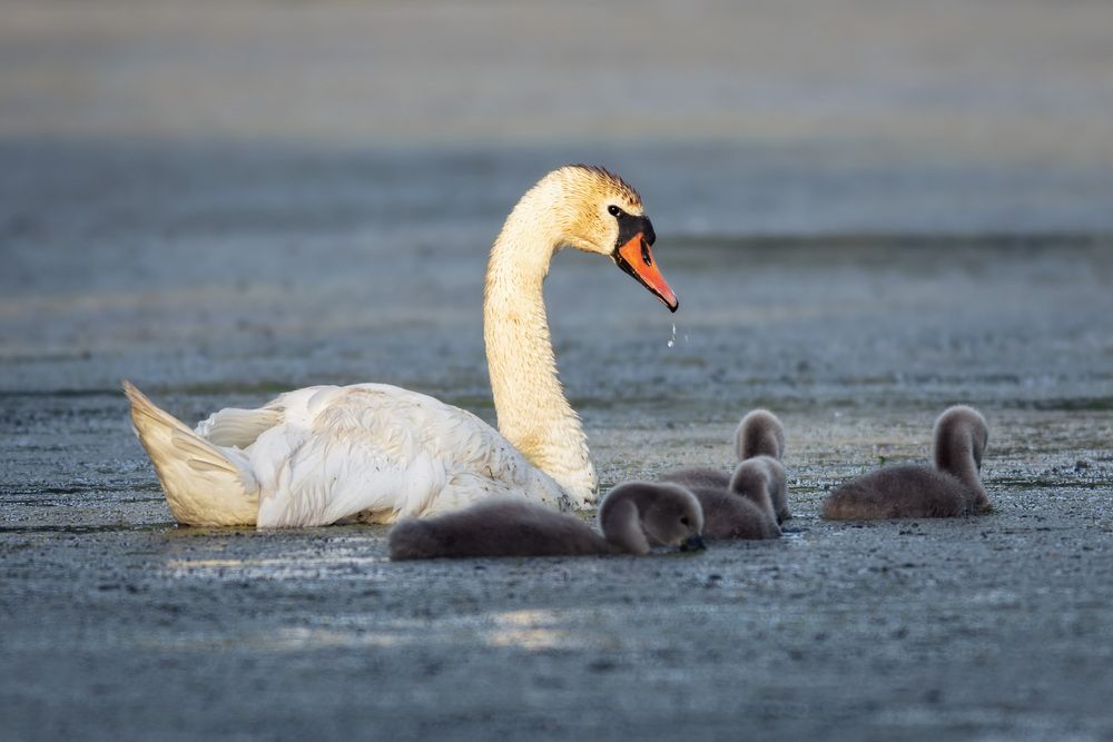 Photograph by Алексей Широбоков
